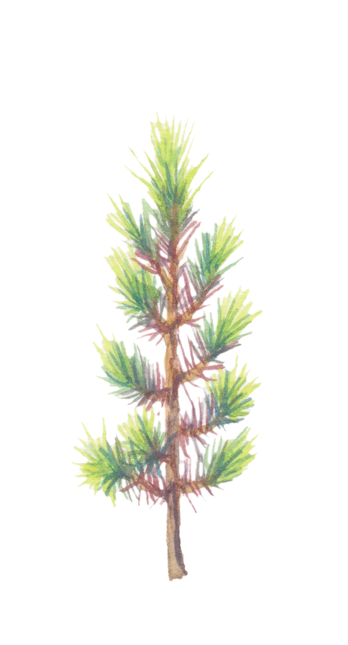 Watercolour illustration of Europa Point Pine (Pinus halepensis)