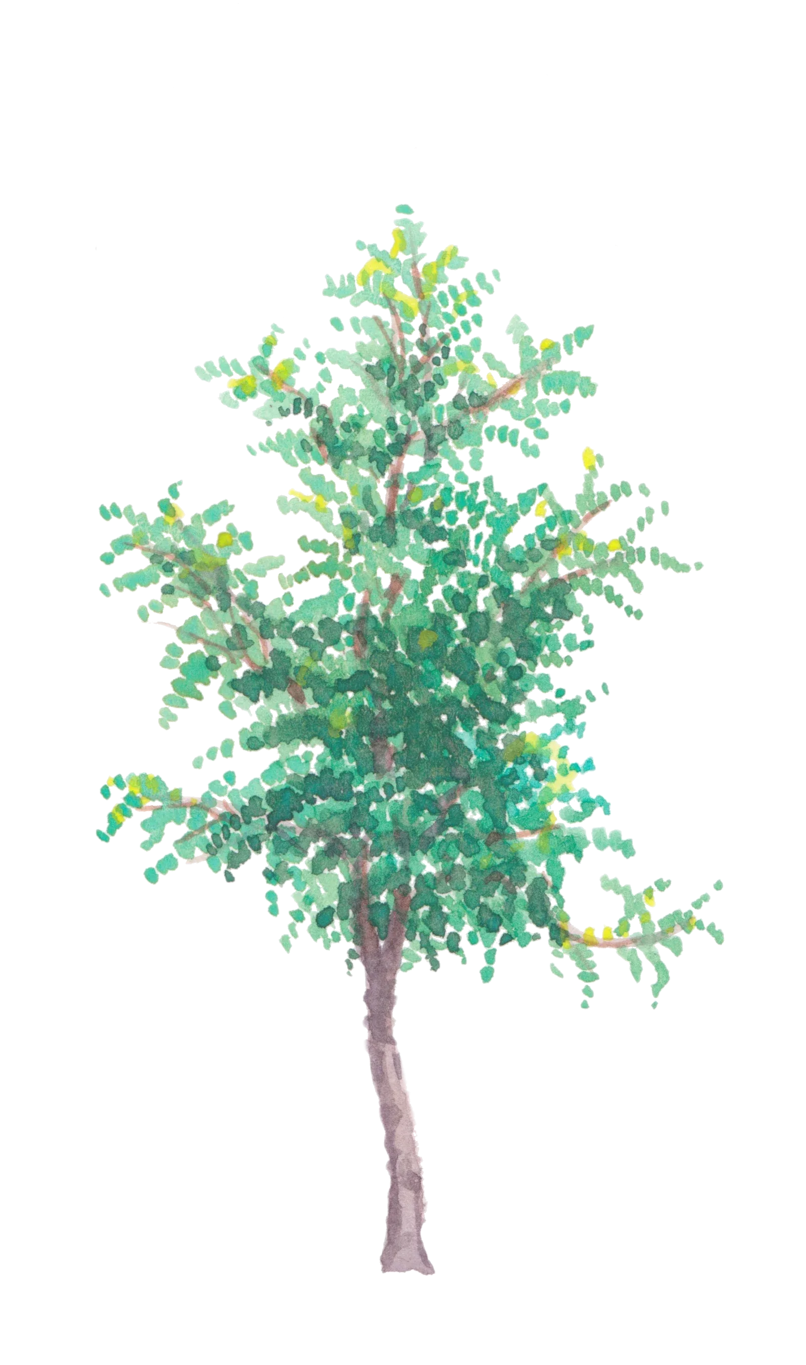 Watercolour illustration of Rosia Carob (Ceratonia siliqua)