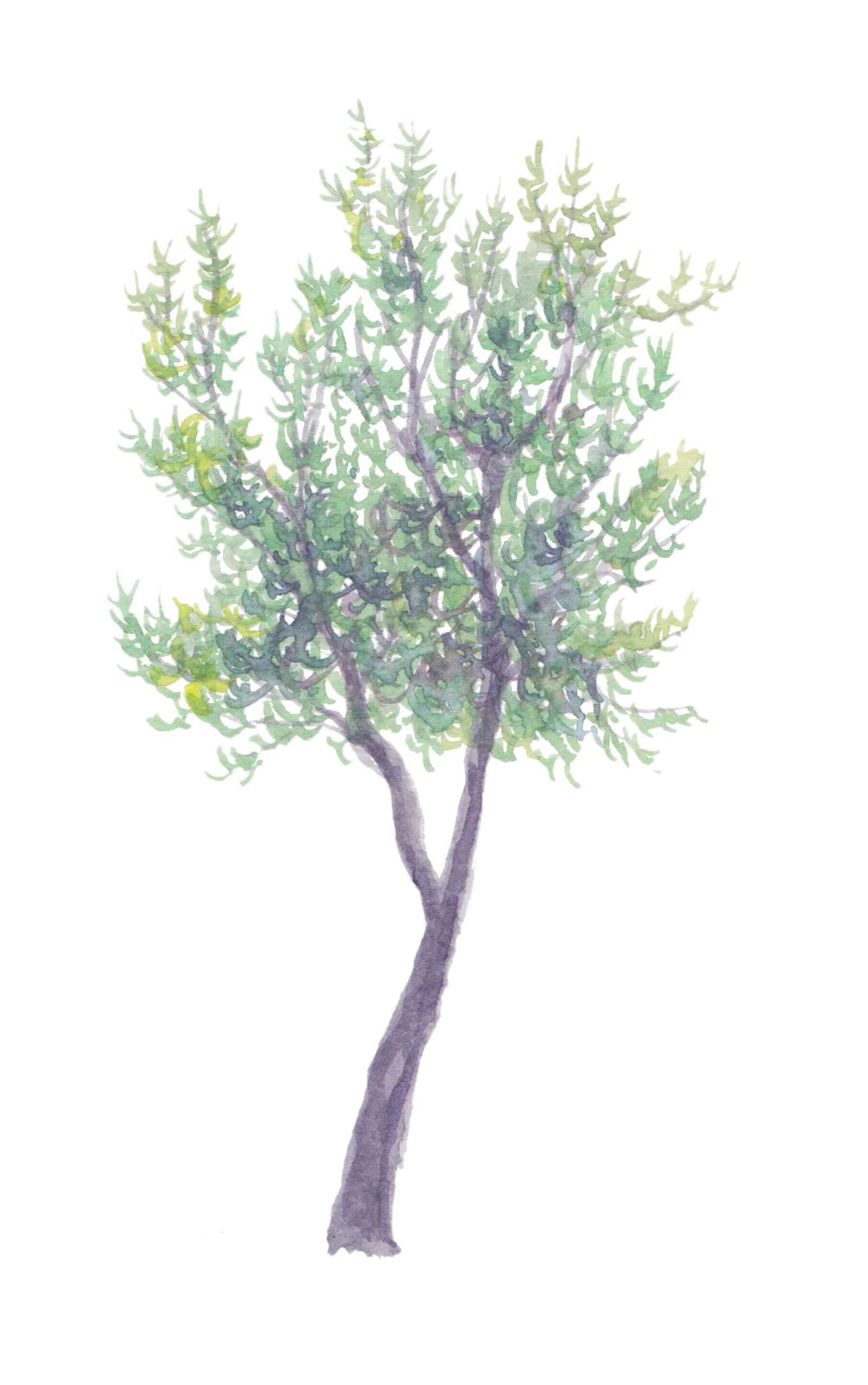 Watercolour illustration of Line Wall Olive (Olea europaea)