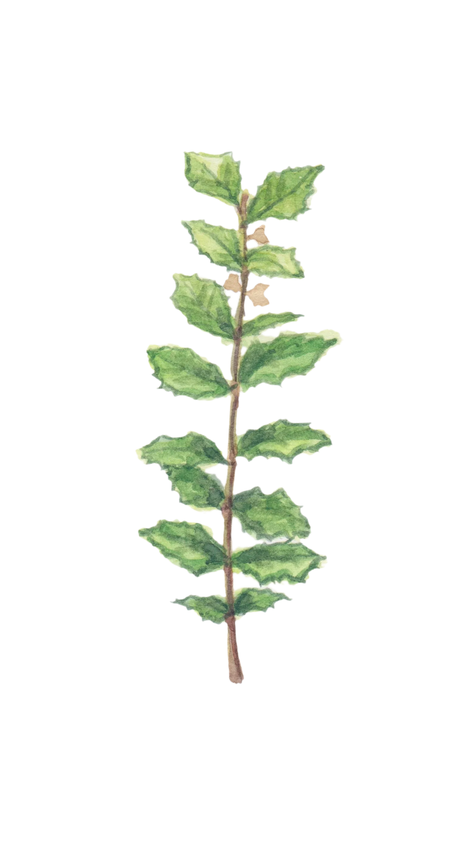 Watercolour illustration of Signal Station Oak (Quercus ilex)
